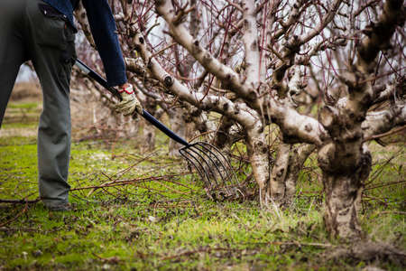 Man picking branches under freshly pruned fruit trees in winter. Farmer with a Pitch forkの写真素材