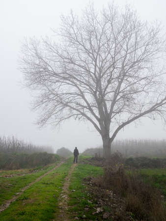 autumn day with fog, man under a bare tree of leavesの写真素材
