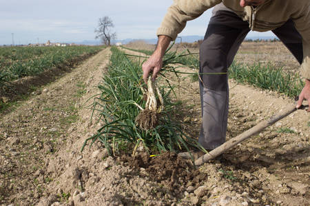 Onion freshly picked from a plantation of calçots. Typical meal of grilled onion with romesco sauce. Plantation of calcots, catalan sweet onions, in Catalonia, Spainの写真素材