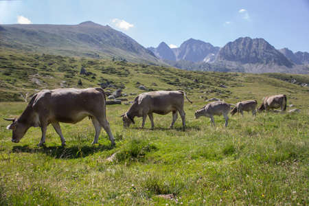 Idyllic landscape with herd of cow grazing on green field with fresh grass under blue peaceful sky...