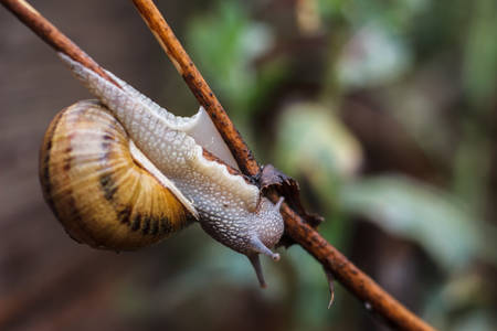 Live snail in the wild in the countrysideの写真素材