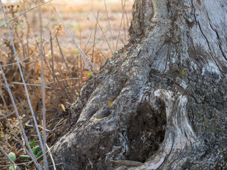 Gnarled tangle of roots at base of forest tree in a sunset. Old wood texture.