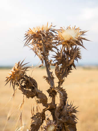 Dry flower of wild thistle from Spain. Vertical imageの写真素材