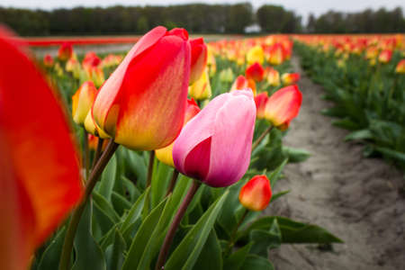 Field of colored tulips. Pink and red flower tulip. Soft selective focus, close up tulip, toning....