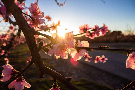 Flowering in the peach fields at sunset. Aitona. Lerida. Spain. Close up.の写真素材