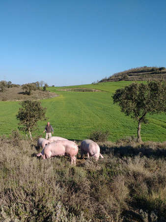 Farmer standing in the field with the cattle, grazing pigs . Concept of animals in freedom.の写真素材