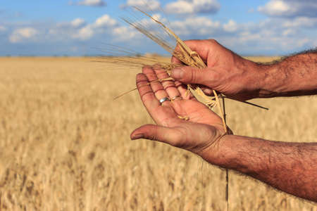 The hands of a farmer holding close to him some ears of wheat in a wheat field. Concept of...