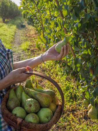 Farmer woman in fruit orchard who takes a pear in his hands to put it in the basket, focus on the fruit. . Eco-agriculture concept.の写真素材