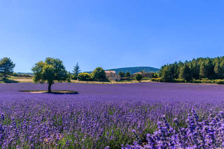 Beautiful landscape of a flourishing lavender field with a house in the background in Provence....