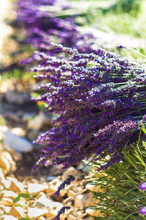 Freshly cut lavender bouquet resting on top of the plant. Selective focus. Copy space. Flower farming concept