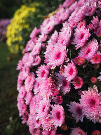 Colorful flower design in garden. Beautiful and colorful flower beds.の写真素材