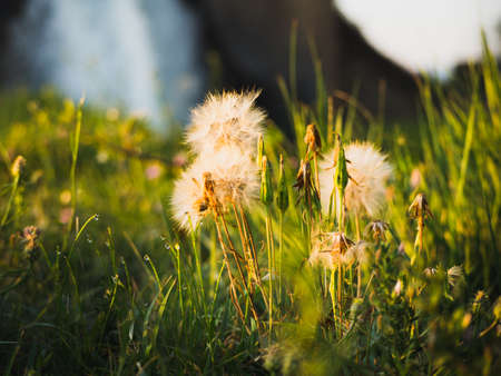 Dandelions in spring and colors. Concept happiness.