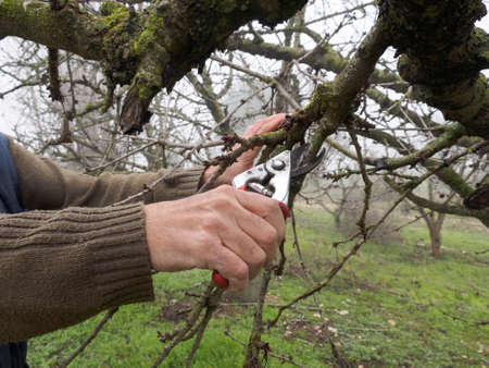 Pruning a young apple tree with garden secateurs in the autumn garden
