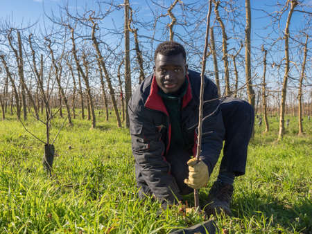 African farmer planting fruit trees on a sunny winter day. Agriculture concept.