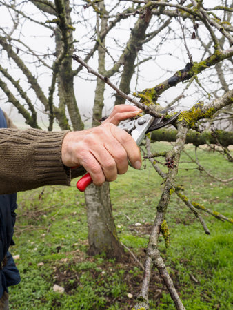 Hand of a man pruning a young tree with pruning shears, in a field in autumn on a foggy day