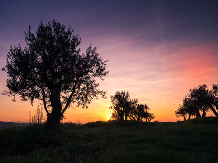 Olive Trees. Plantation Of Olive Trees At Sunset. Mediterraneanの写真素材