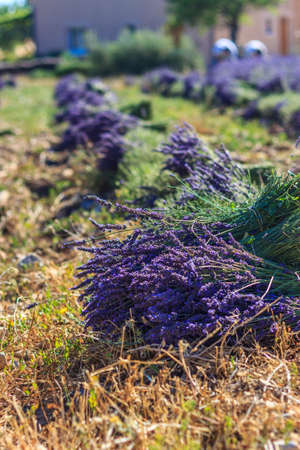 Beautiful clusters of lavender in flower placed on top of the plant to dry. Floral farming conceptの写真素材