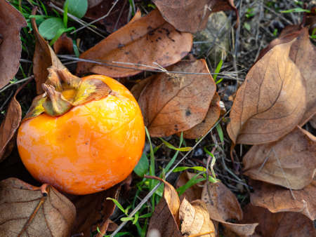 Ripe pink orange small persimmon fruit of Diospyros virginiana on autumn bokeh background. Persimmon tree or Diospyros kaki, species of perennial Ebenaceae tree.の写真素材