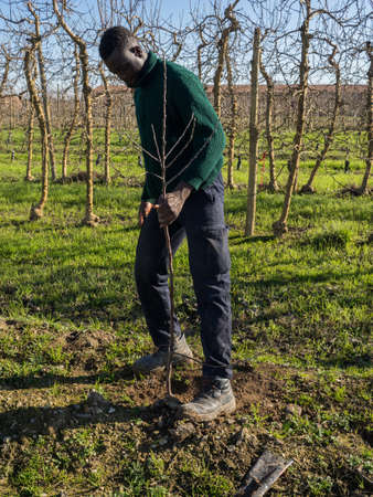 Series of an African farmer planting fruit trees on a sunny winter day. Agriculture concept.の写真素材