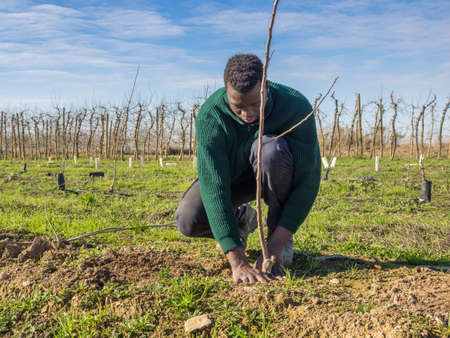 Series of an African farmer planting fruit trees on a sunny winter day. Agriculture concept.の写真素材