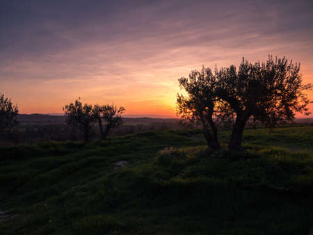 Olive Trees. Plantation Of Olive Trees At Sunset. Mediterraneanの写真素材