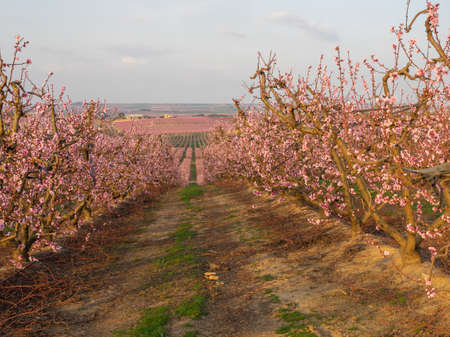 Peach Trees in Early Spring Blooming in Aitona, Catalonia