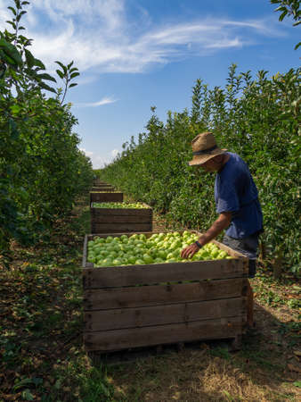 farmer in a field picking apples in wooden containers. Fall-harvest.の写真素材