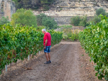 Senior farmer in a vine field wearing a red t-shirt and shorts looking at the vines. farming conceptの写真素材