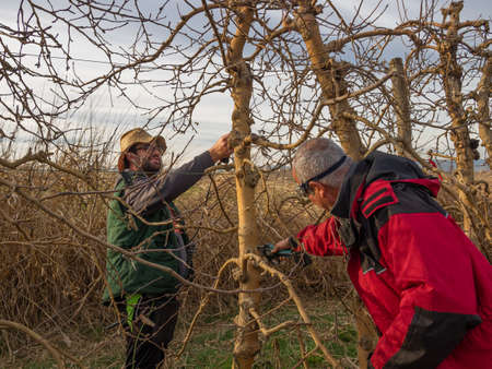 Young farmer pruning a tree with a straw hat using pruning shears, with an older farmer cutting a branch of a fruit tree.の写真素材