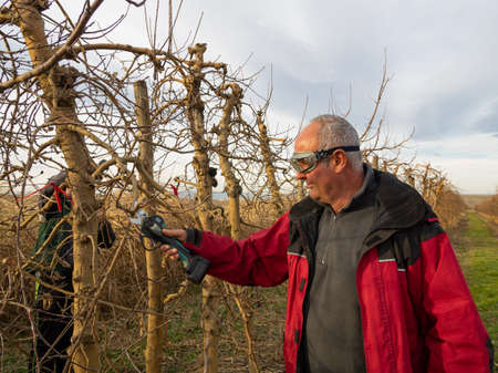 Older farmer with safety goggles and electric pruning shears with Young farmer pruning tree....