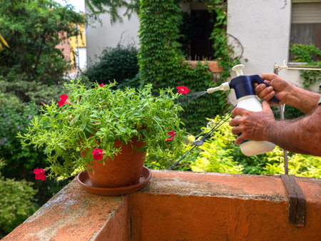 Hand holding watering can and sprayign to young plant in garden. Manual sprayer hand pressure pump. Sprayer gardening watering pesticide accessoriesの写真素材