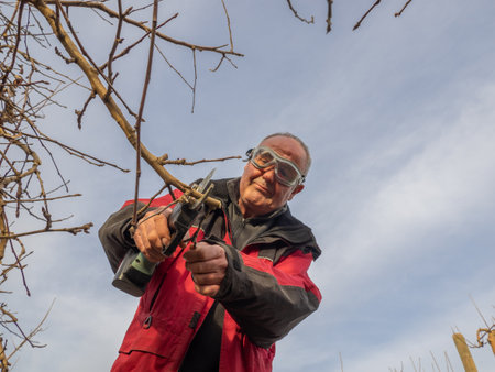Bottom view of an older farmer smiling with goggles pruning trees with electric shears. Concept of agriculture.の写真素材