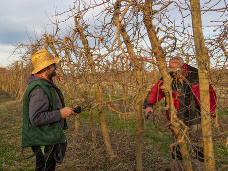 Young farmer pruning a tree in a straw hat using pruning shears, with an older farmer in safety glasses cutting a branch of a fruit tree.の写真素材