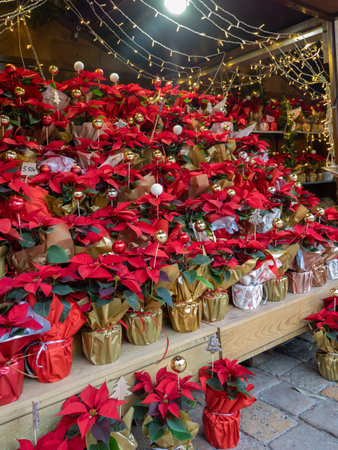 A lot of Poinsettia pots of plants on the market. Christmas Star flower, traditional decoration for the Christmas. selective focus natural lightの写真素材