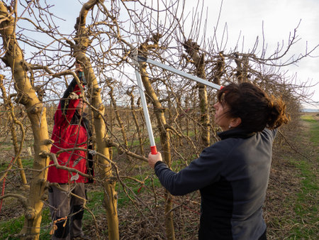 Farmer couple pruning. woman pruning with shears and an older farmer with safety glasses pruning a tree. Agriculture concept.の写真素材