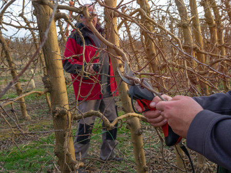 Close-up of a woman's hands pruning with electric shears and an older farmer with safety glasses pruning a tree.の写真素材