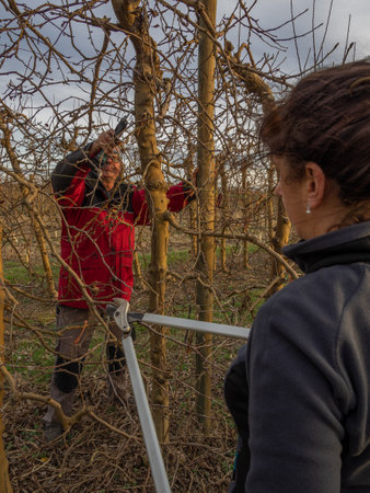 Farmer couple pruning. woman pruning with shears and an older farmer with safety glasses pruning a tree. Agriculture concept.の写真素材