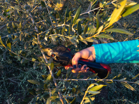 Arm of a woman with an electric pruner, pruning an olive tree. Agriculture concept.