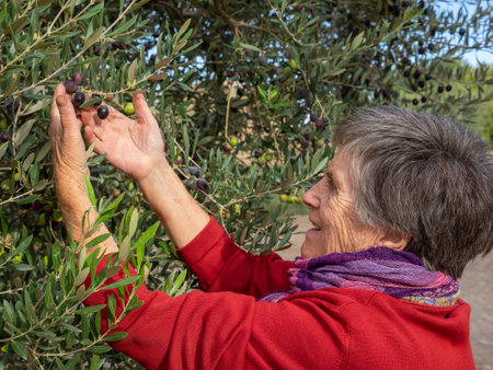 Senior woman with happy expression picking grapes to eat. Agriculture concept.の写真素材