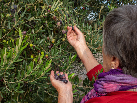 Senior woman with happy expression picking grapes to eat. Agriculture concept.の写真素材