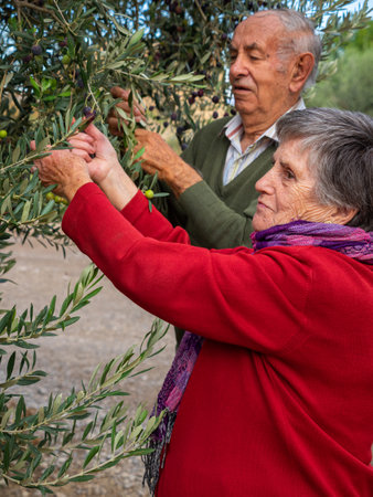 Older couple picking olives in the orchard. Agriculture concept.の写真素材