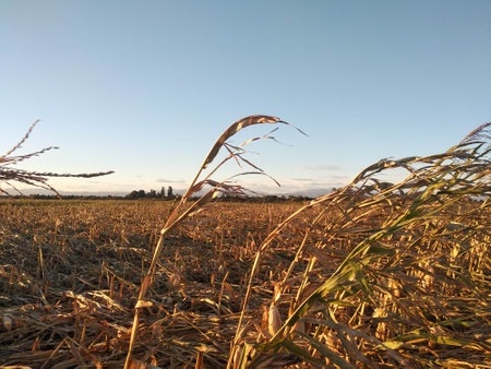 Corn plants wilting and dead in cornfield. Herbicide damage, drought and hot weatherの写真素材