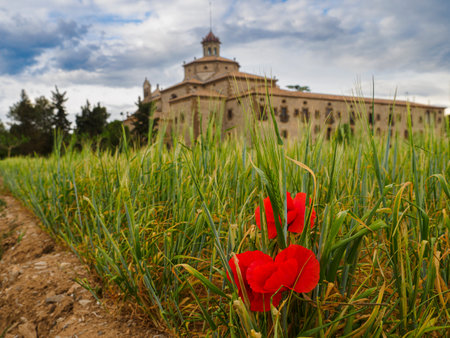 Close-up of poppies in the wheat field at the foot of the San Ramon monastery in Catalonia, Spain. Select focus.の写真素材