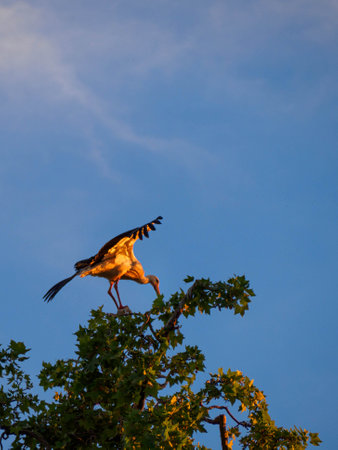 Stork with outstretched wings at the top of a tree picking up branches on a sunset. Wildlife concept.の写真素材