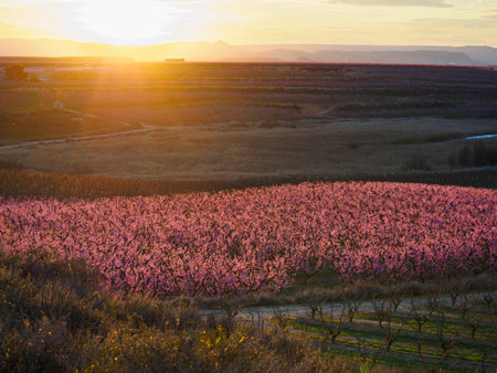 Sunset in the peach blossom fields (Aitona, LÃ©rida, Spain)の写真素材