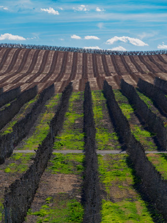 New fields of fruit trees planted and not yet in bloom. Different textures and blue sky.