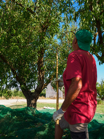 Man harvesting almonds in a net during the harvest season in Catalonia, Spain. Agriculture concept.の写真素材