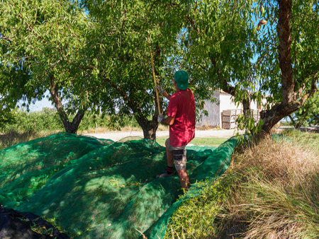 Man harvesting almonds in a net during the harvest season in Catalonia, Spain. Agriculture concept.の写真素材