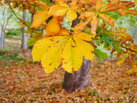Close-up of golden leaves on a tree branch in autumn in a park with the ground full of leaves.の写真素材