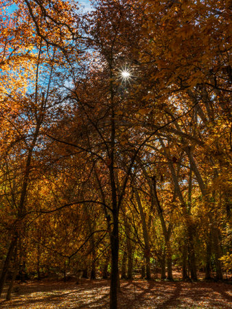 Autumn landscape with the sun as a star at the Monasterio de Piedra in Nuevalos, Spain, in the forest.の写真素材